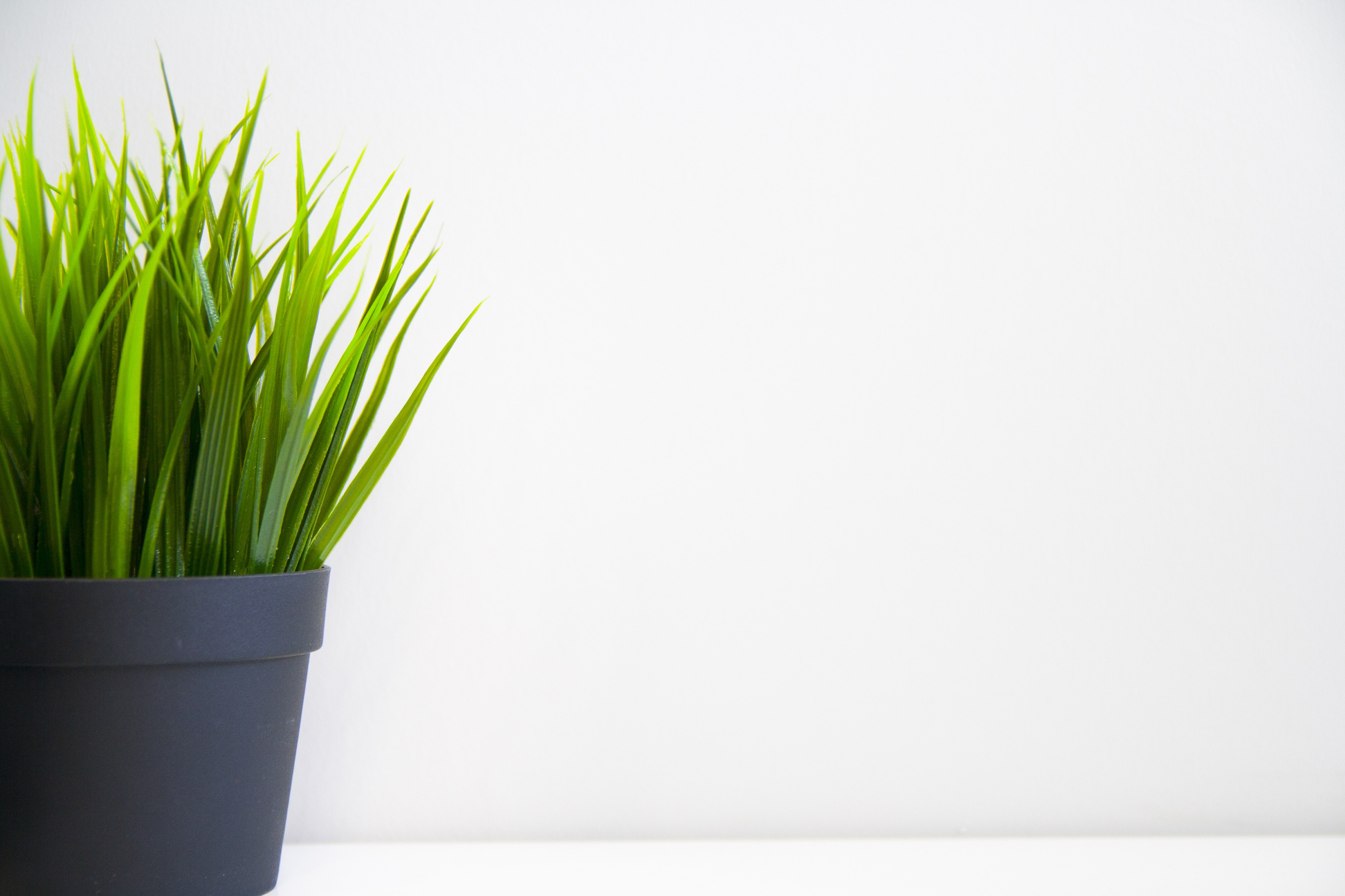 Green Grass in a Pot